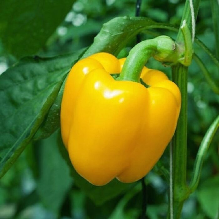 Organic Bell Pepper - Image 9