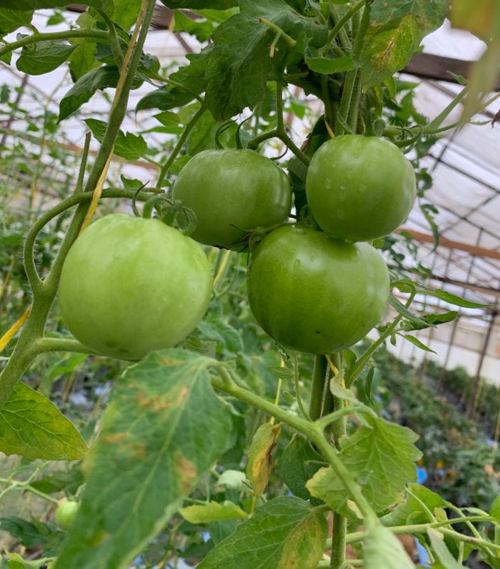 Fresh Tomatoes - Image 4