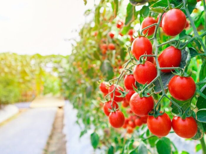 Fresh Tomatoes - Image 2