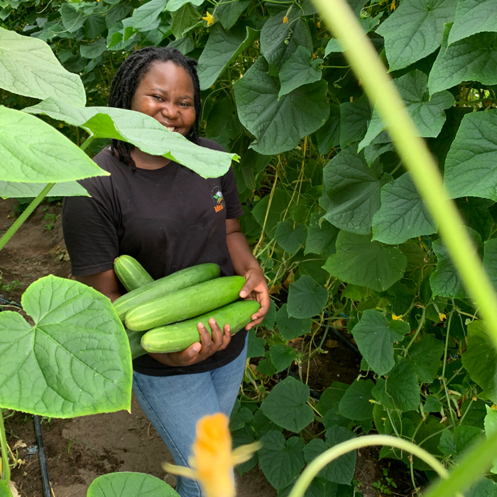 Fresh Cucumbers - Image 4