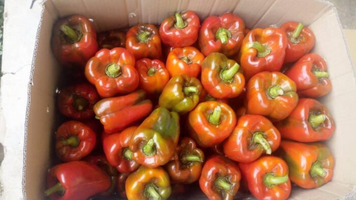 Organic Bell Pepper - Image 6