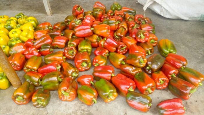 Organic Bell Pepper - Image 4