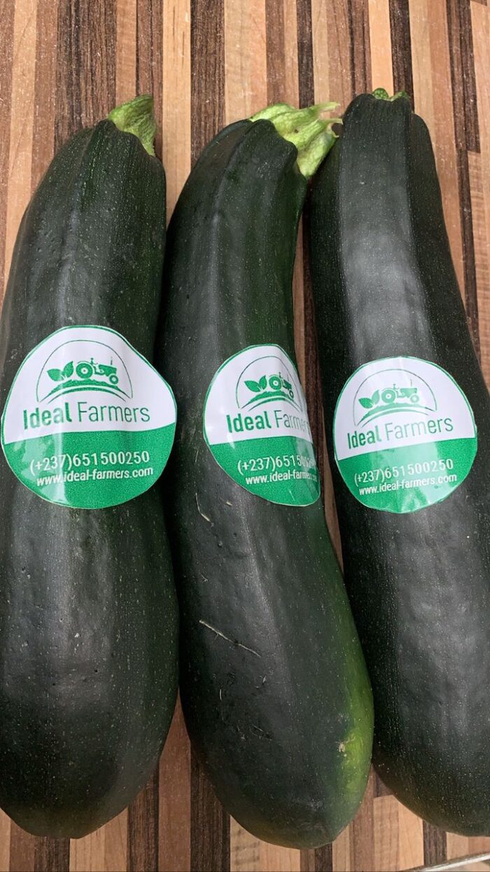 Fresh Organic Zucchini - Image 2