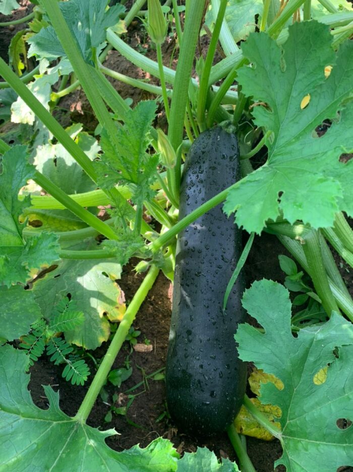 Fresh Organic Zucchini - Image 3