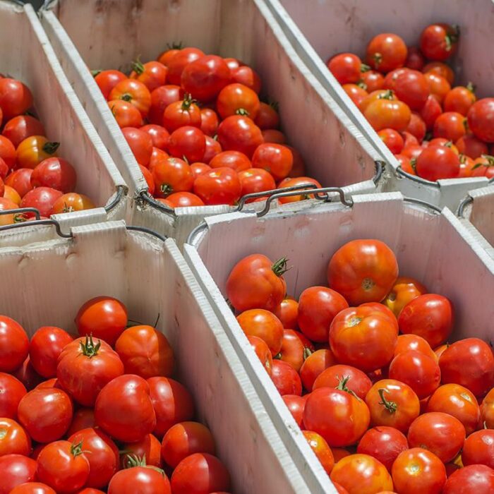 Fresh Tomatoes - Image 3