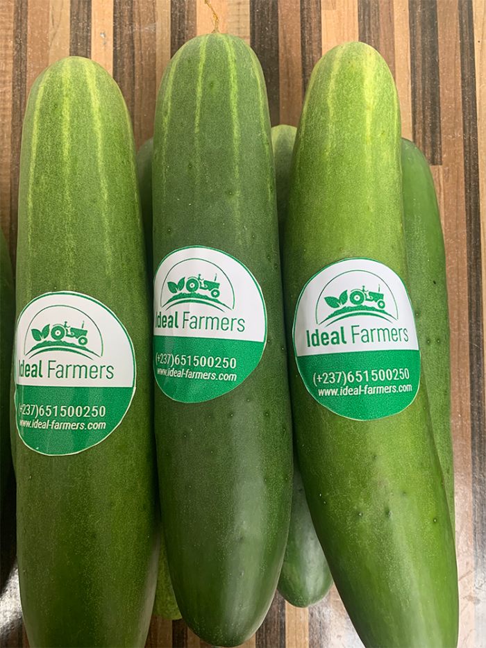 Fresh Cucumbers - Image 3