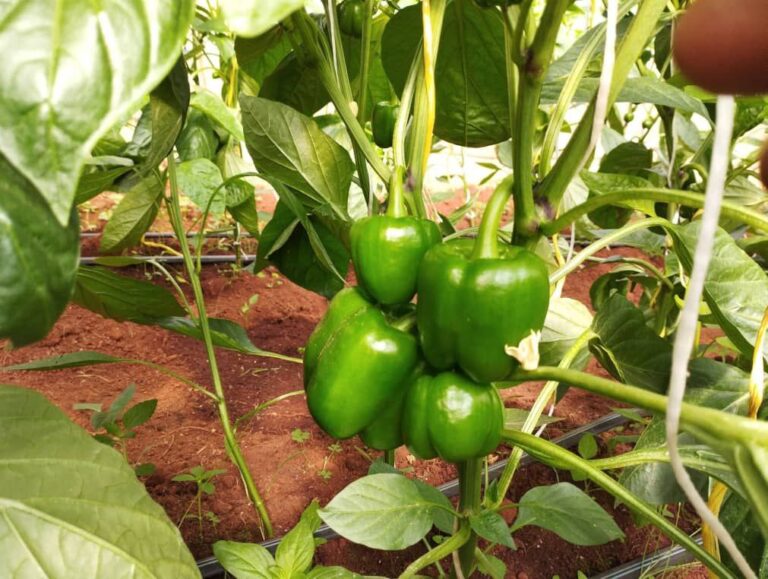 Bellpepper