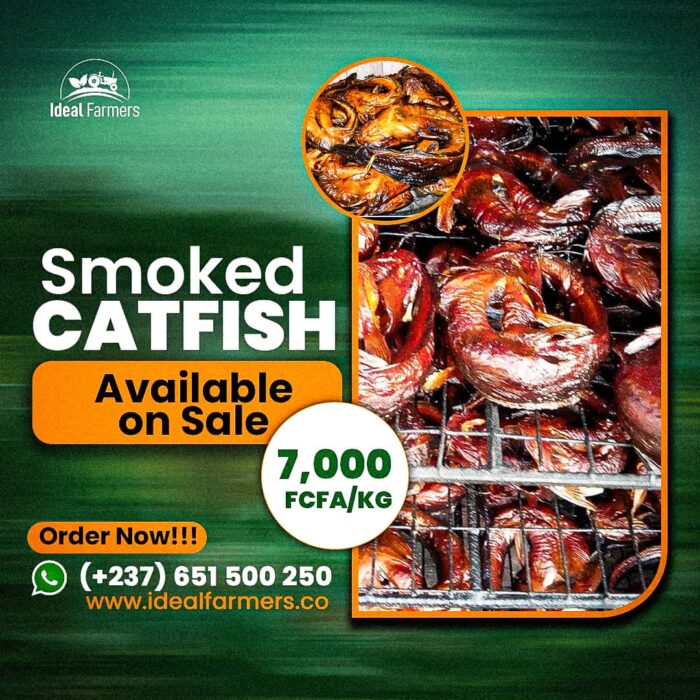 Smoked CatchFish